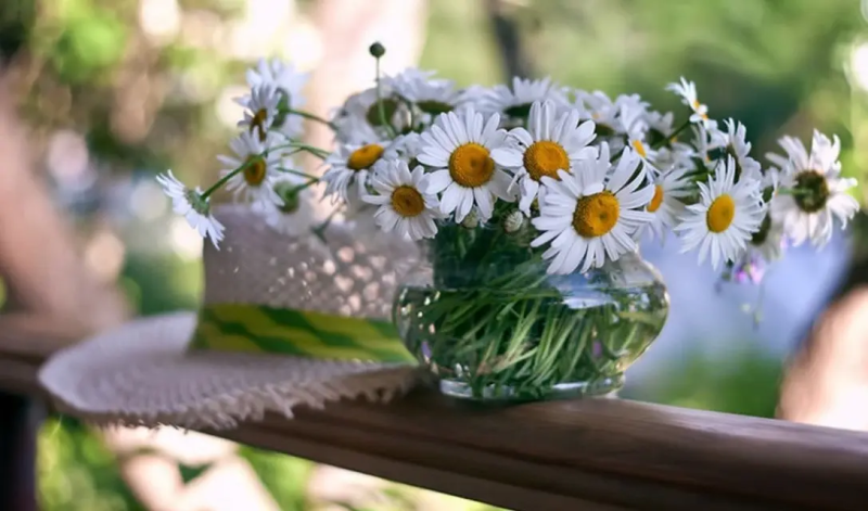 Цветы, похожие на ромашки: названия и фото