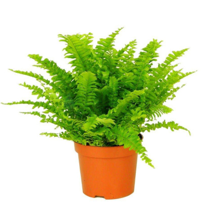 Нефролепис 460