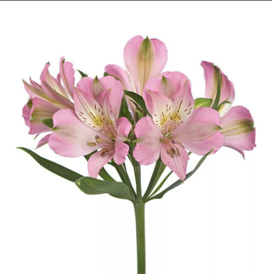 Альстромерия ПОШТУЧНО N 21